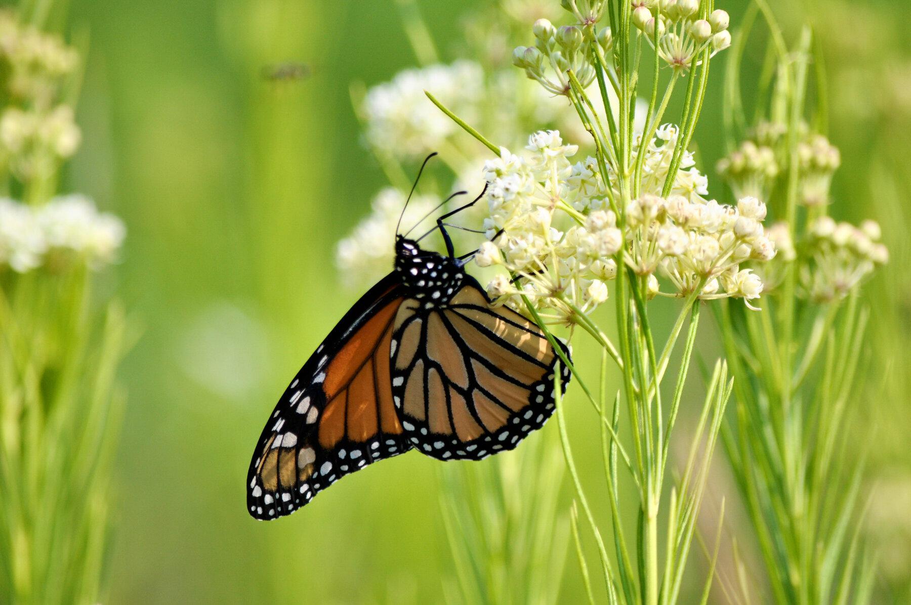  Does Lavender Attract Butterflies? Discover the Secrets to a Butterfly-Friendly Garden